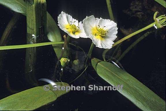 damasonium californicum 1 graphic